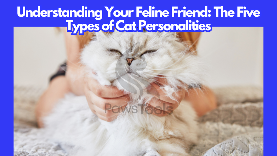 The Types of Cat Personalities