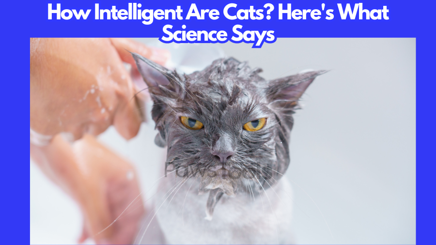 How Intelligent Are Cats