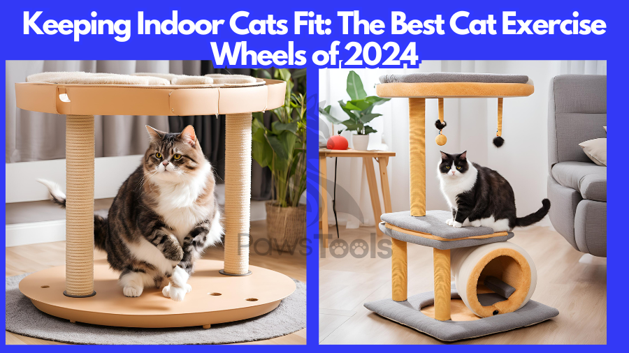 Fit Cats, The Best Cat Exercise Wheels of 2024