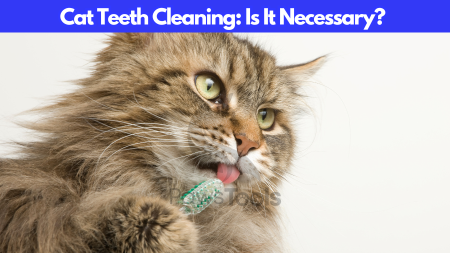 Cat Teeth Cleaning: Is It Necessary?