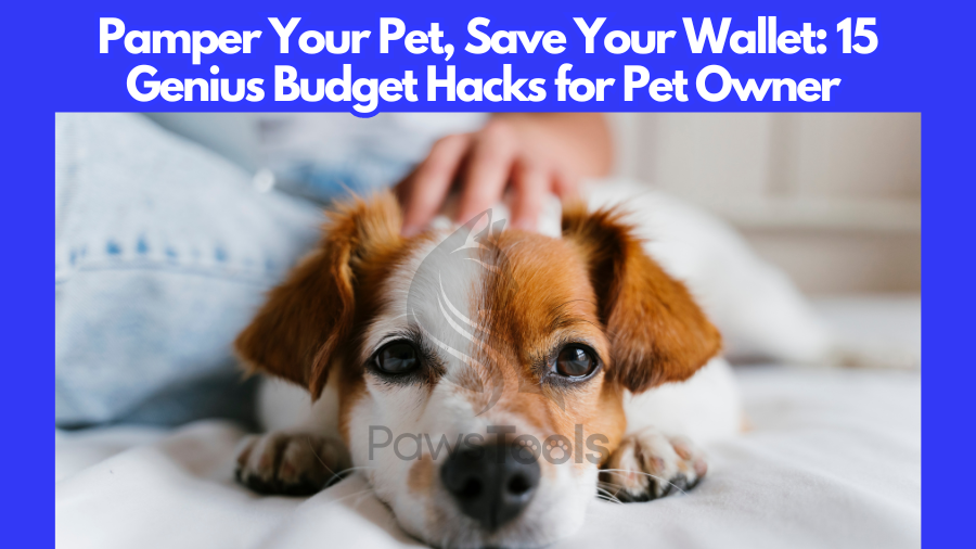 Genius Budget Hacks for Pet Owner