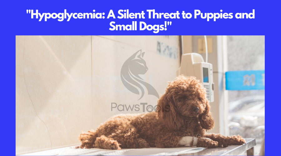 Hypoglycemia: A Threat to Puppies and Small Dogs