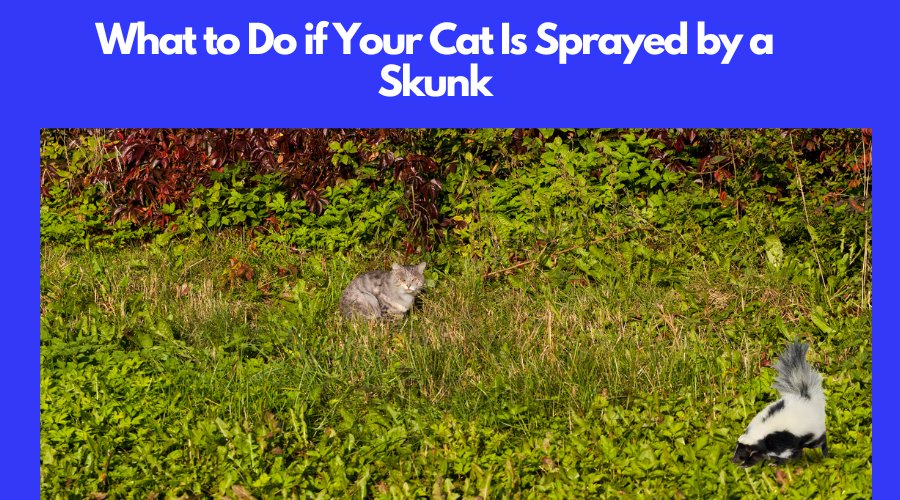 What to Do if Cat Is Sprayed by a Skunk