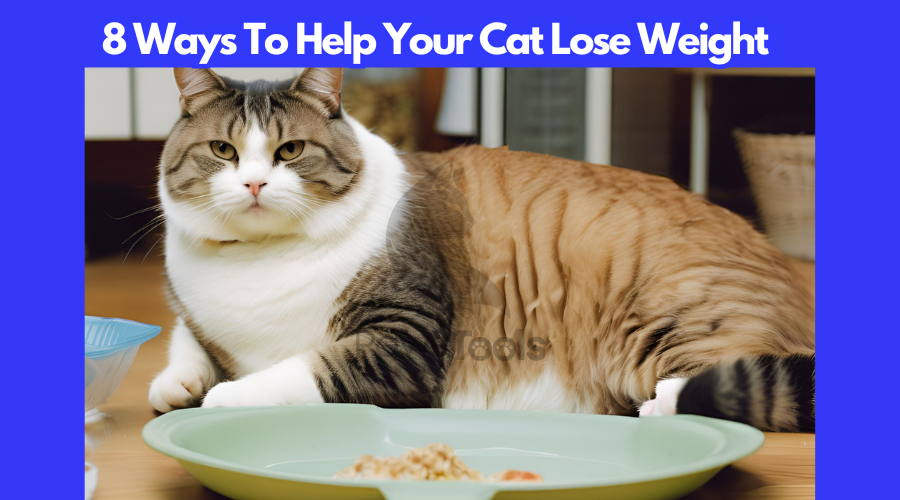 how to Help Cat Lose Weight