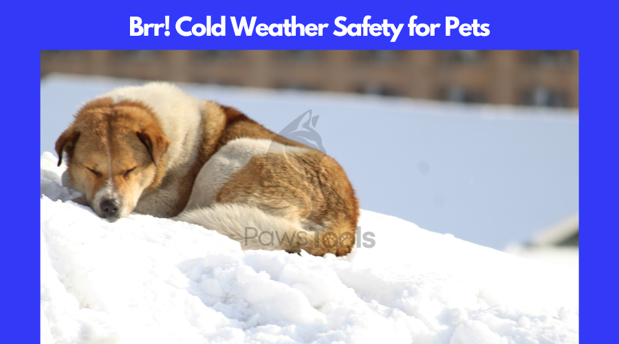 Cold Weather Safety for Pets