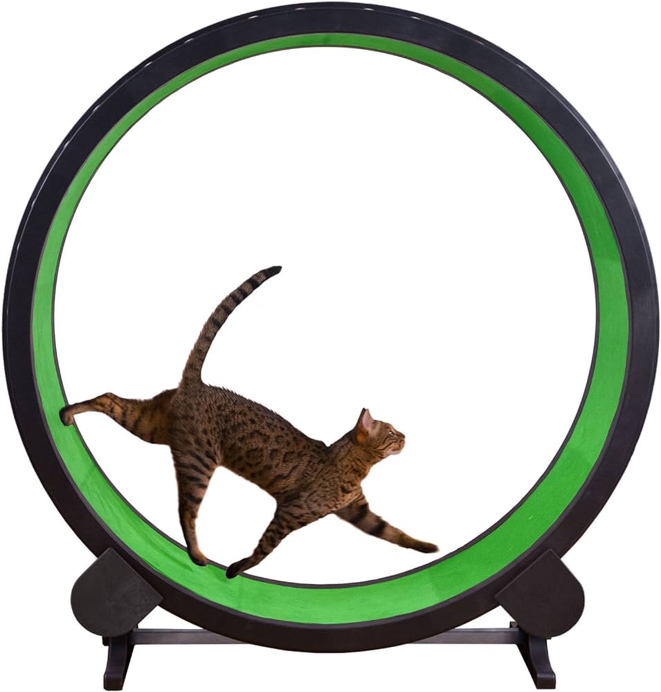 The Best Cat Exercise Wheels of 2024