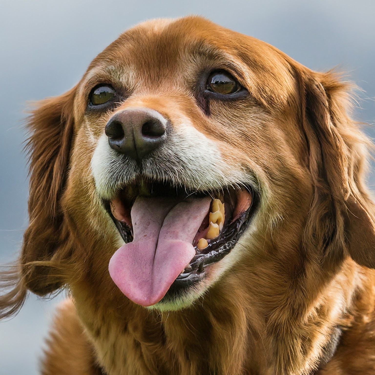 Rapid Breathing in Dogs