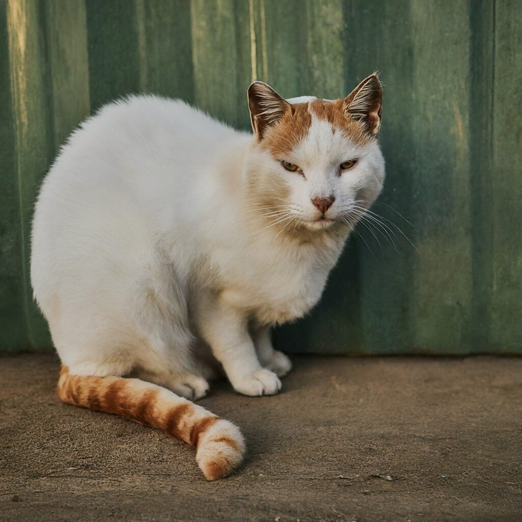 How to Reduce Your Cat's Anxiety & Stress