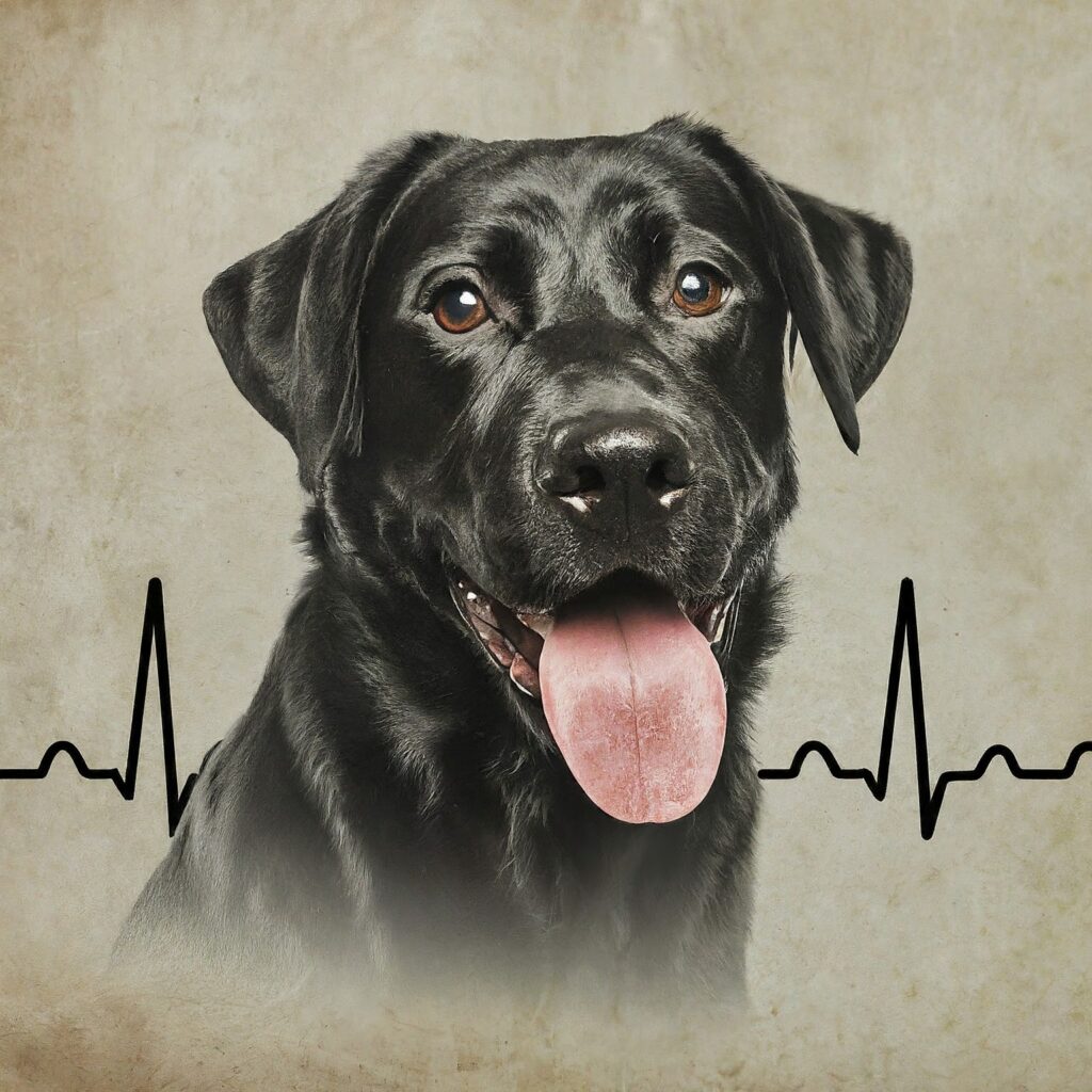 Understanding and Monitoring Vital Signs in Dogs