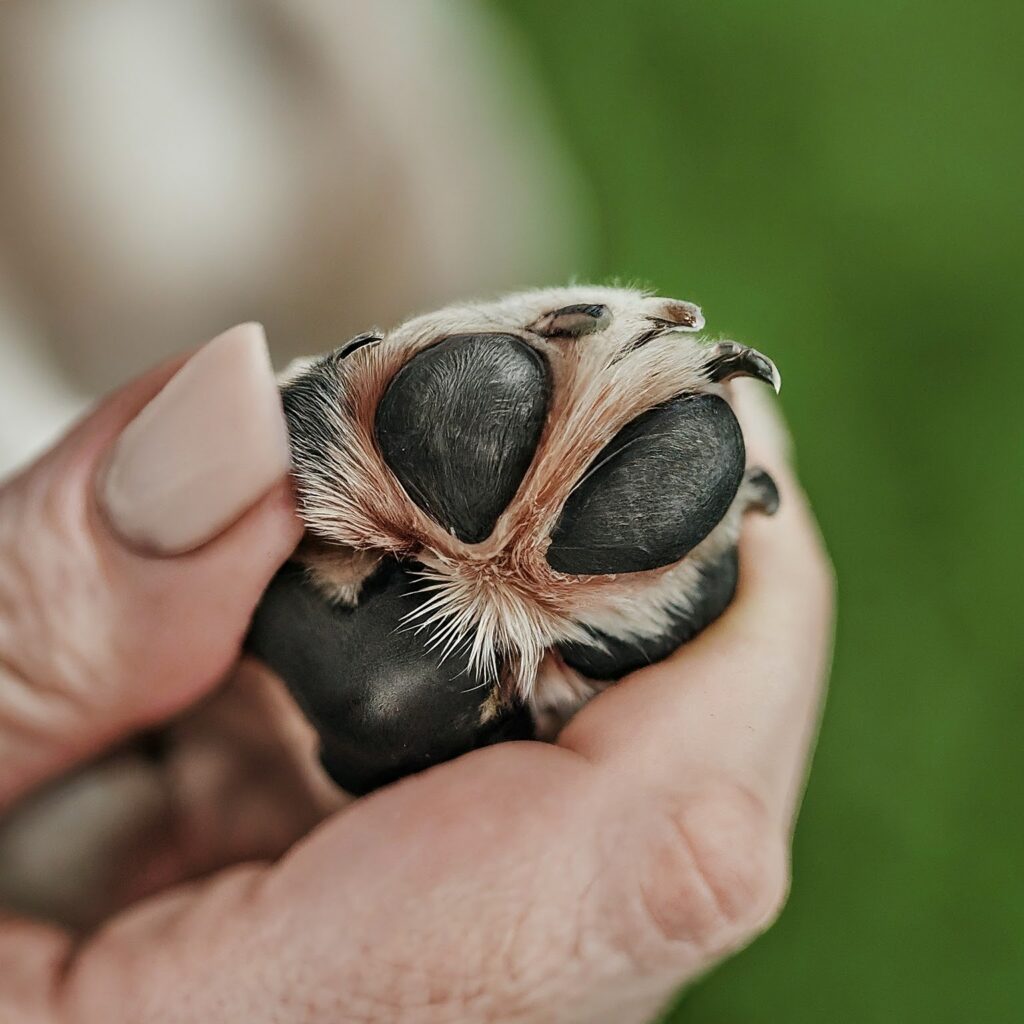 the right Nail Clippers for Your pets 