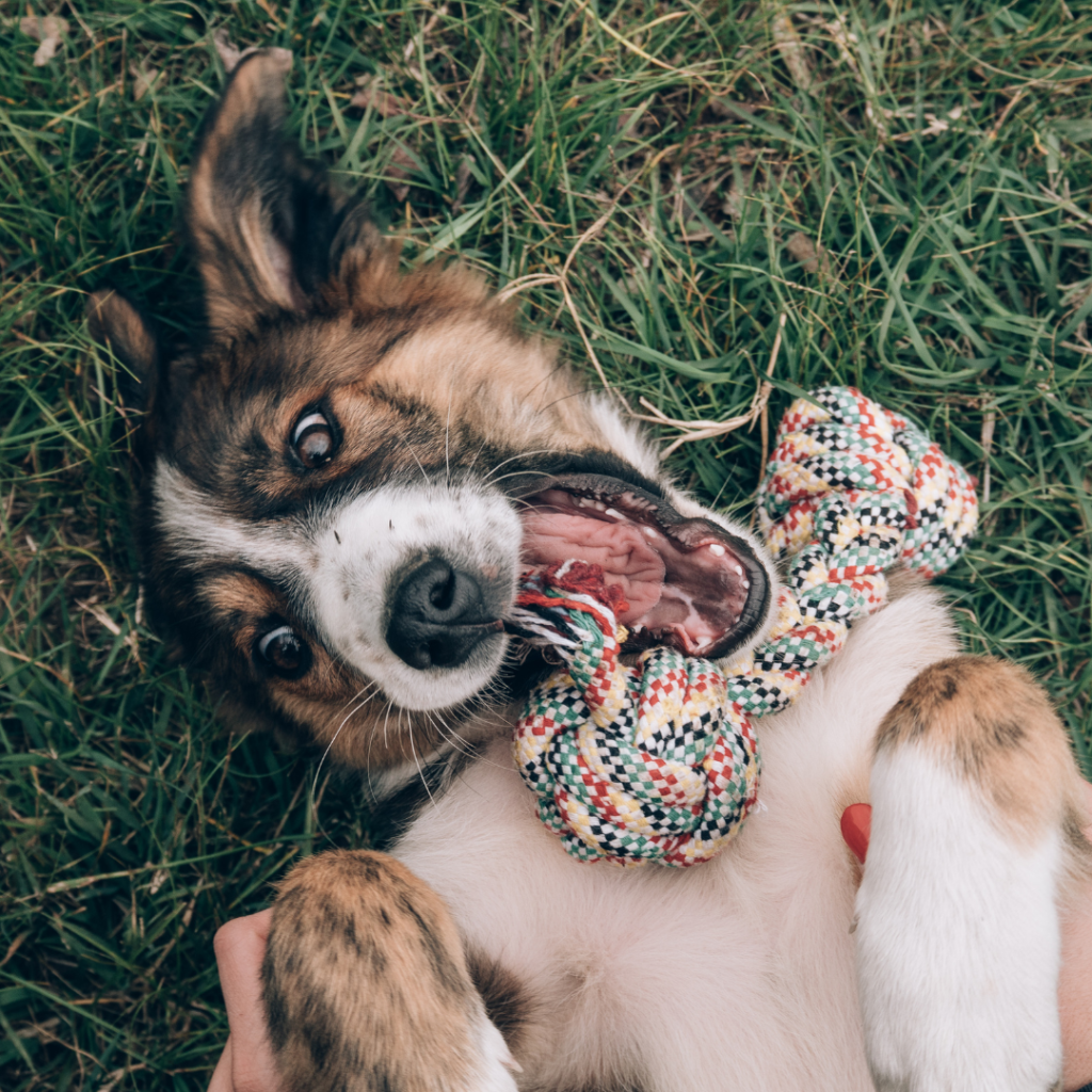 Dog's Genius with Treat Dispenser Ball