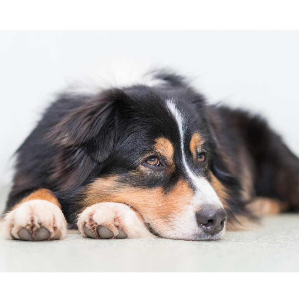 Hypoglycemia: a Threat to Puppies and Small Dogs!