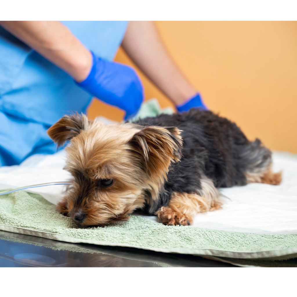 Hypoglycemia: a Threat to Puppies and Small Dogs!