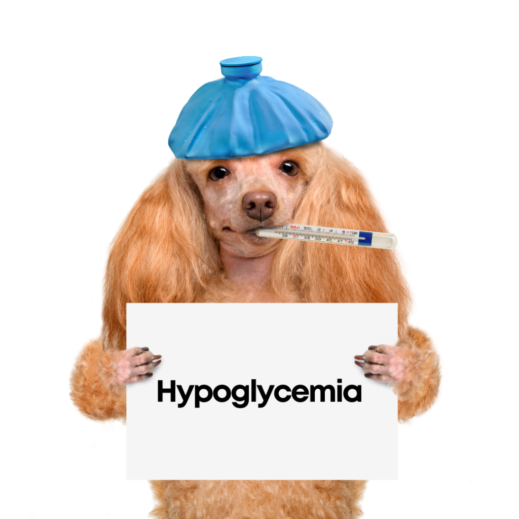 Hypoglycemia: a Threat to Puppies and Small Dogs!