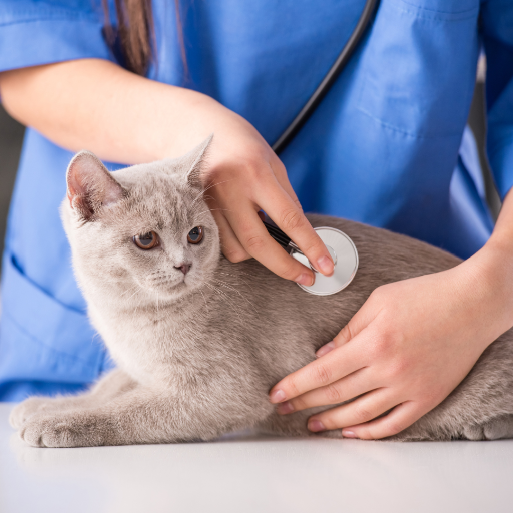 Best Online Veterinarians