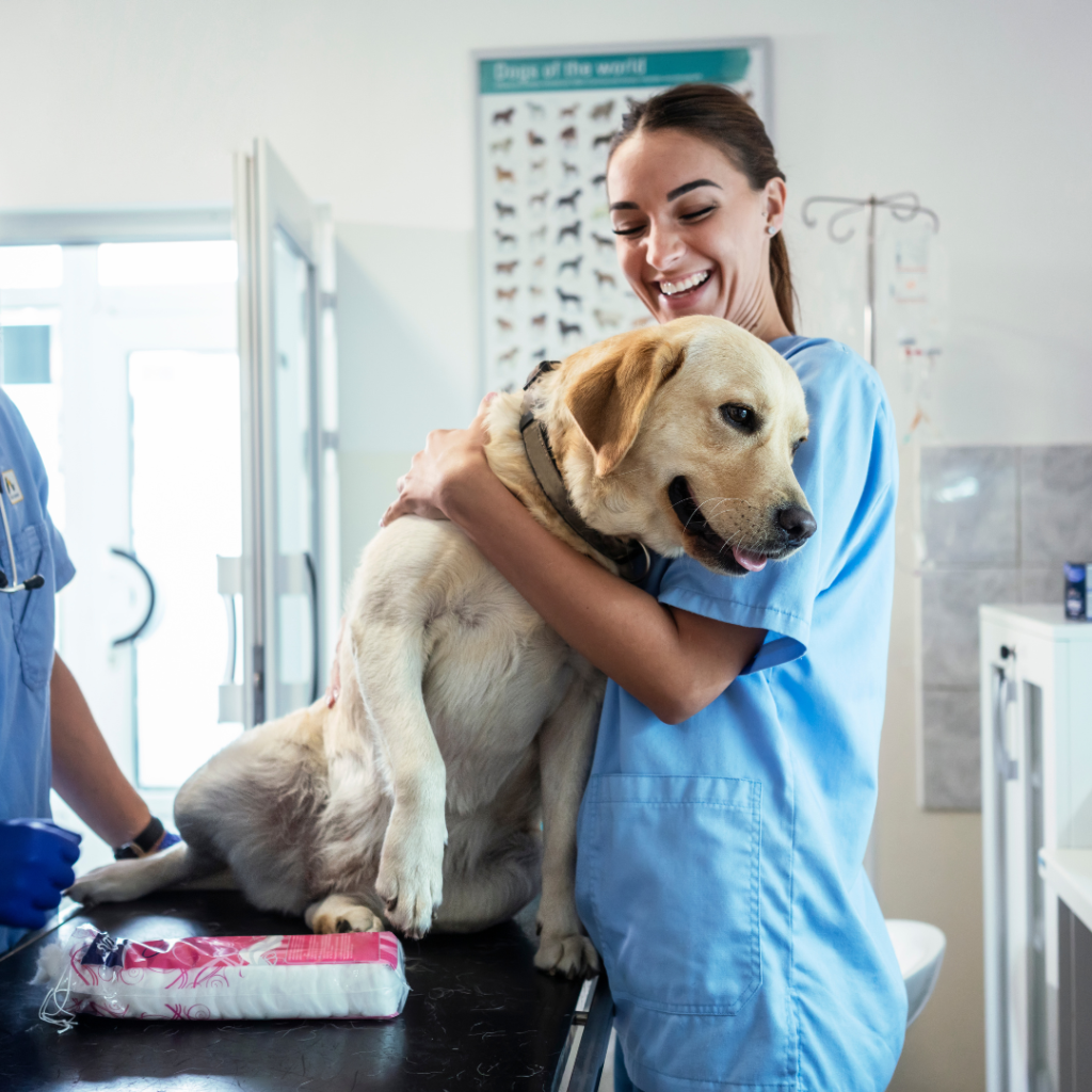 Best Online Veterinarians