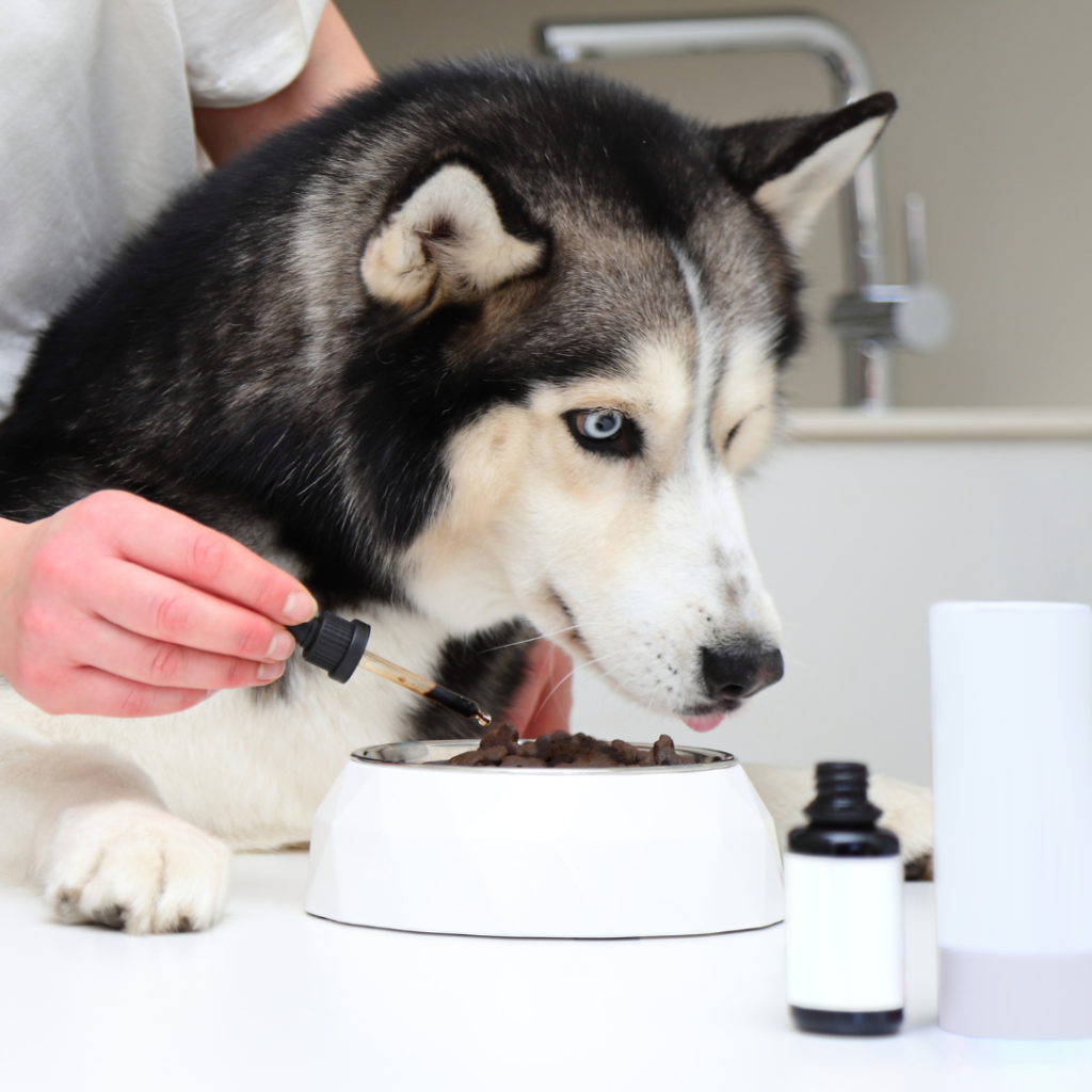 the Best Food and Supplements for pets