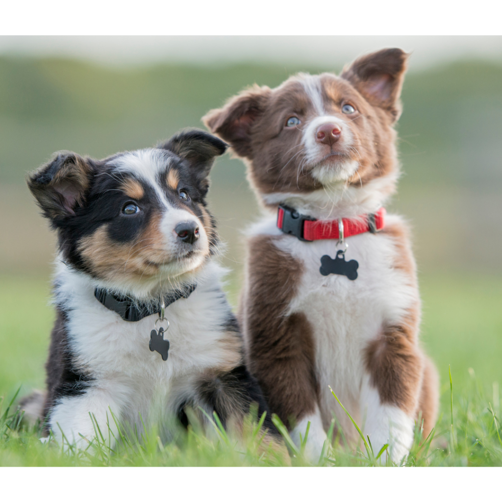 Teaching dog to Settle and Be Happy at Home