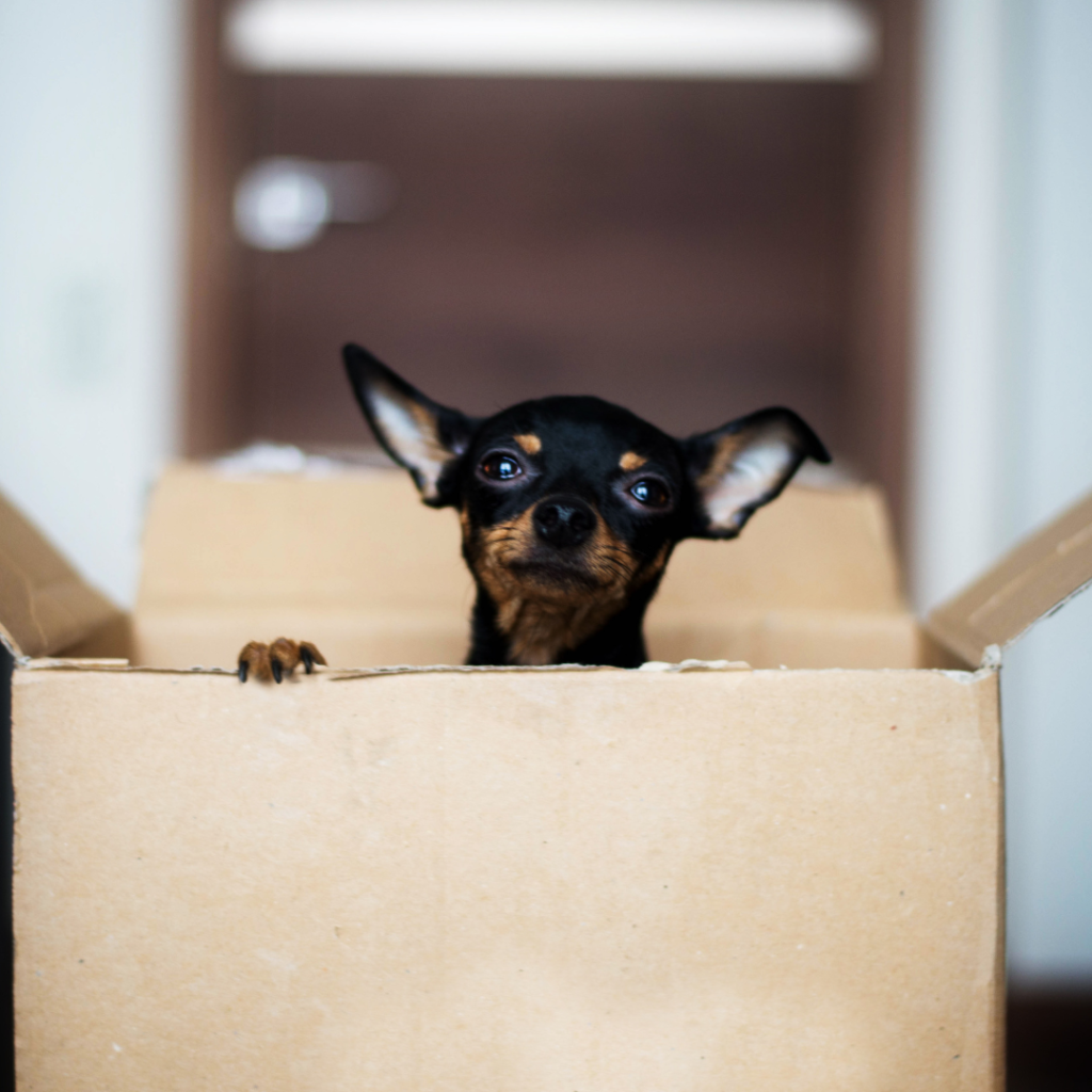 Teaching dog to Settle and Be Happy at Home