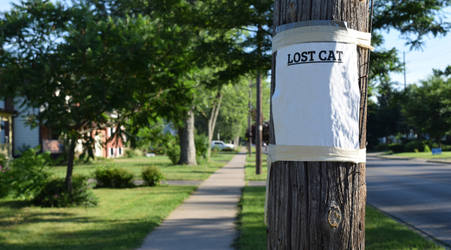 Lost Cat? Tips to Bring Your  pet  Home