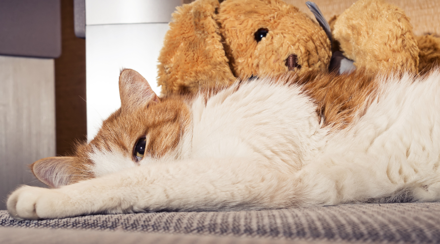 Lost Cat? Tips to Bring Your  pet  Home