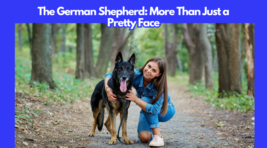 The German Shepherd