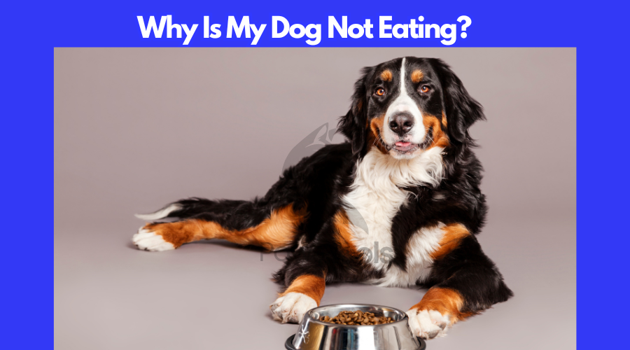 Why Is My Dog Not Eating?