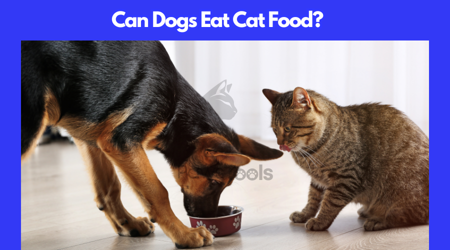 Can Dogs Eat Cat Food?