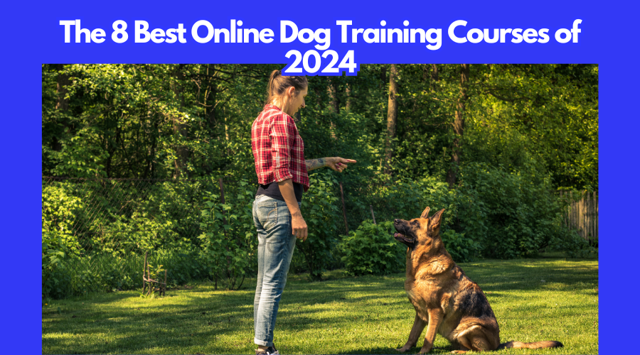 Best Online Dog Training Courses of 2024