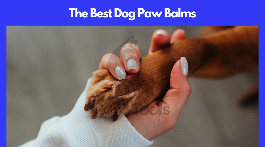 The Best Dog Paw Balms