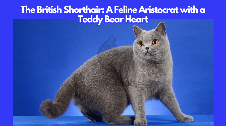 The British Shorthair