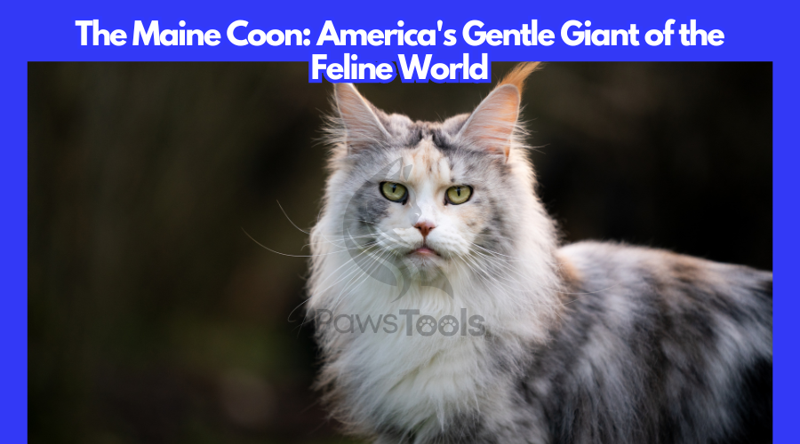 The Maine Coon