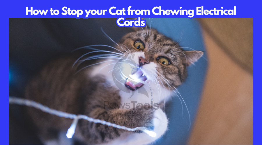 How to Stop Cat from Chewing Electrical Cords