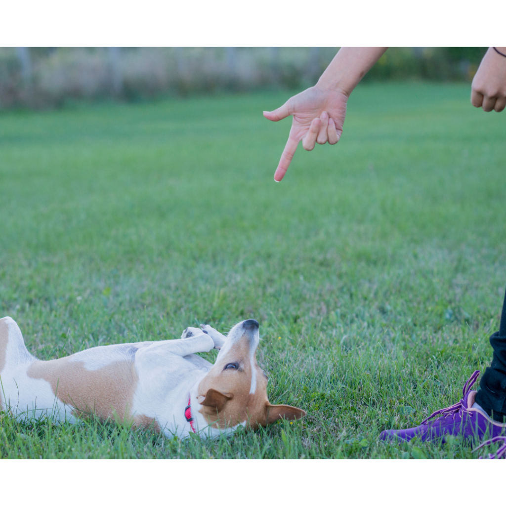 Easy Dog Tricks for training