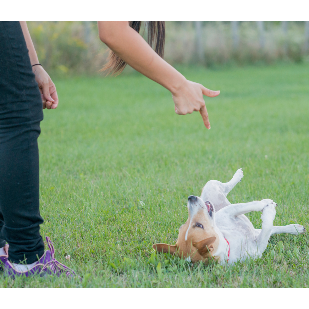 Easy Dog Tricks for training