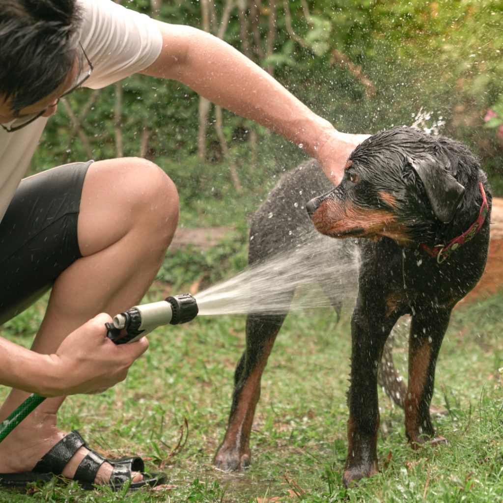 Easy Dog Tricks for training