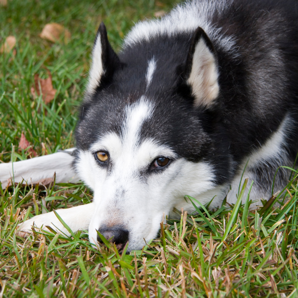 Easy Dog Tricks for training