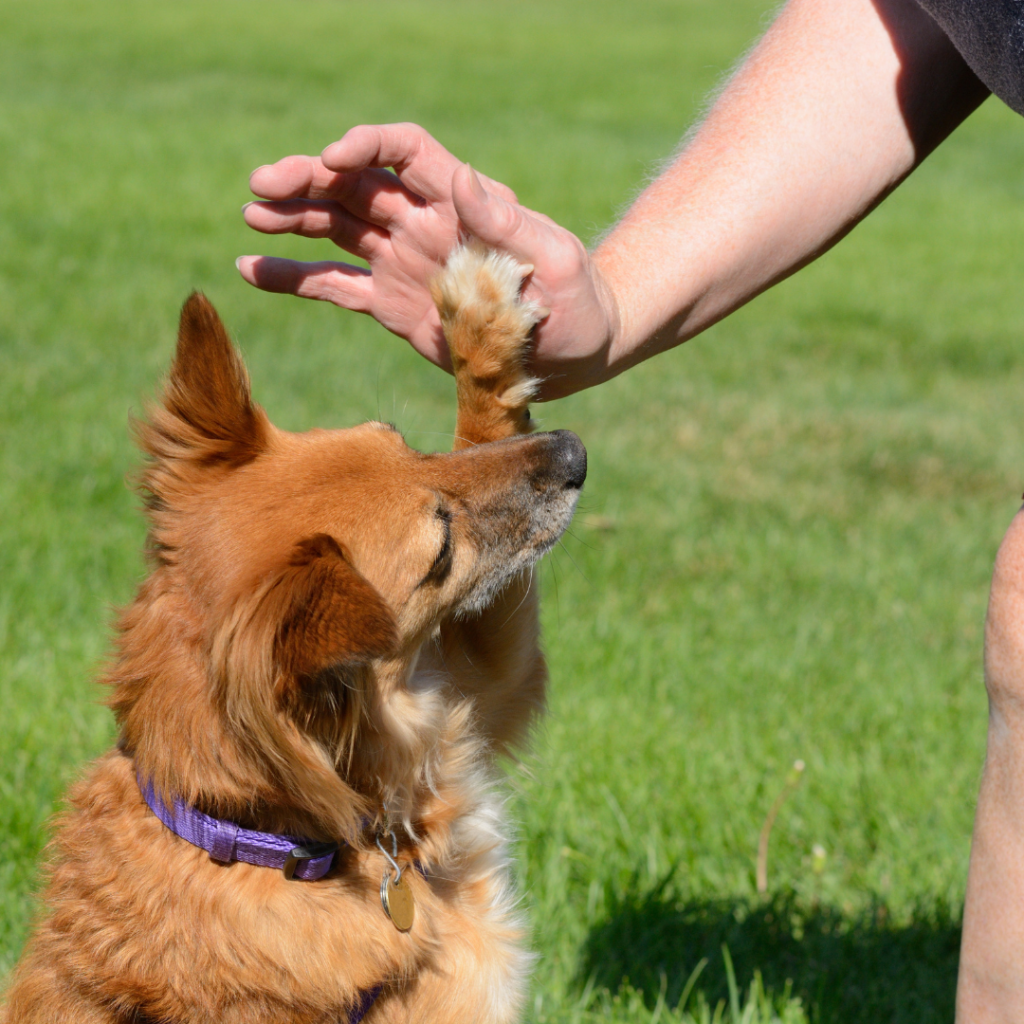 Easy Dog Tricks for training