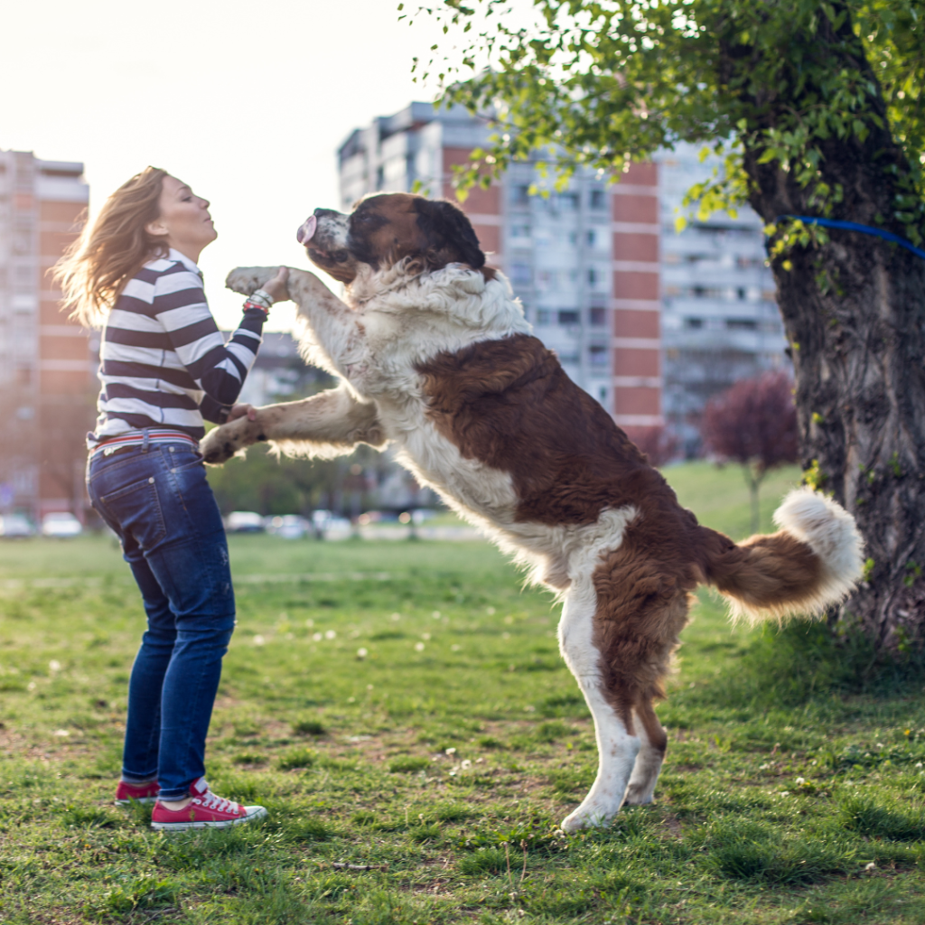 Easy Dog Tricks for training