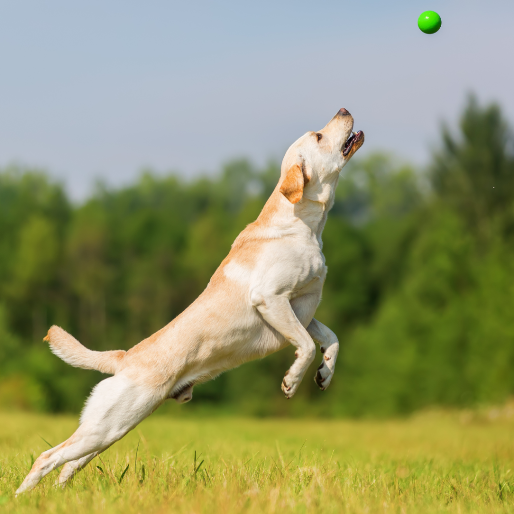 Easy Dog Tricks for training