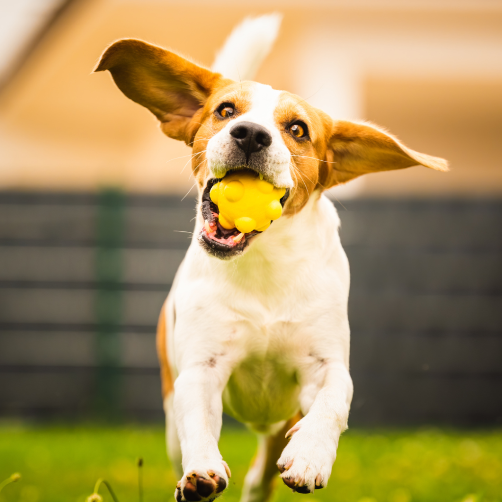 Easy Dog Tricks for training