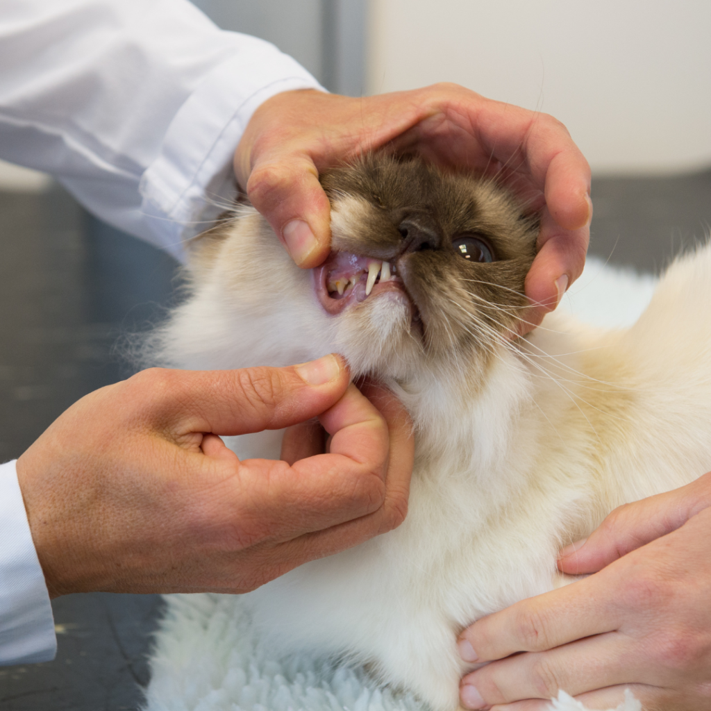 How to Stop Cat from Chewing Electrical Cords