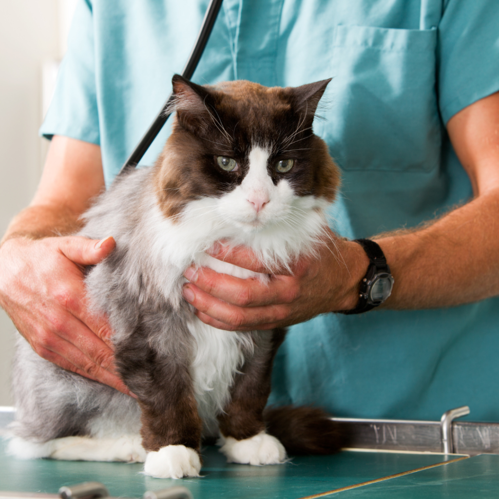 How to Stop Cat from Chewing Electrical Cords