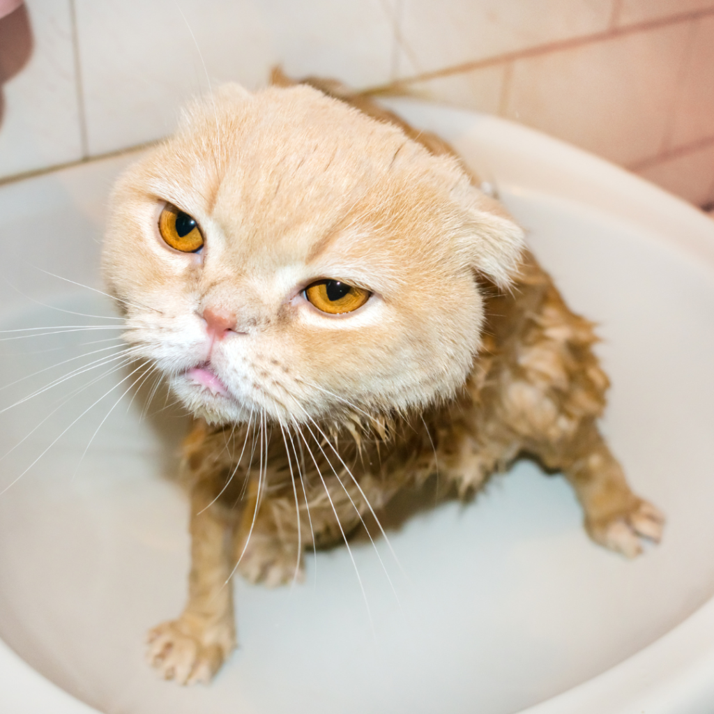 How to Stop Cat from Chewing Electrical Cords