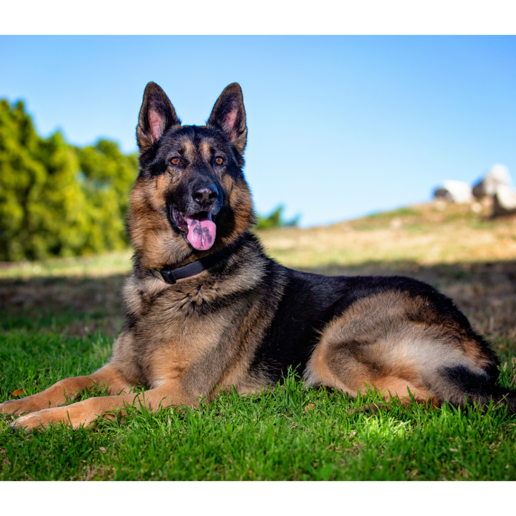 The German Shepherd