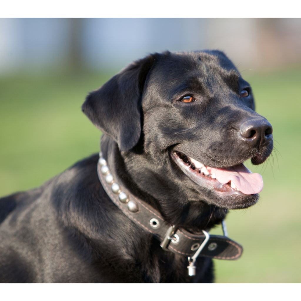 Labrador Retrievers