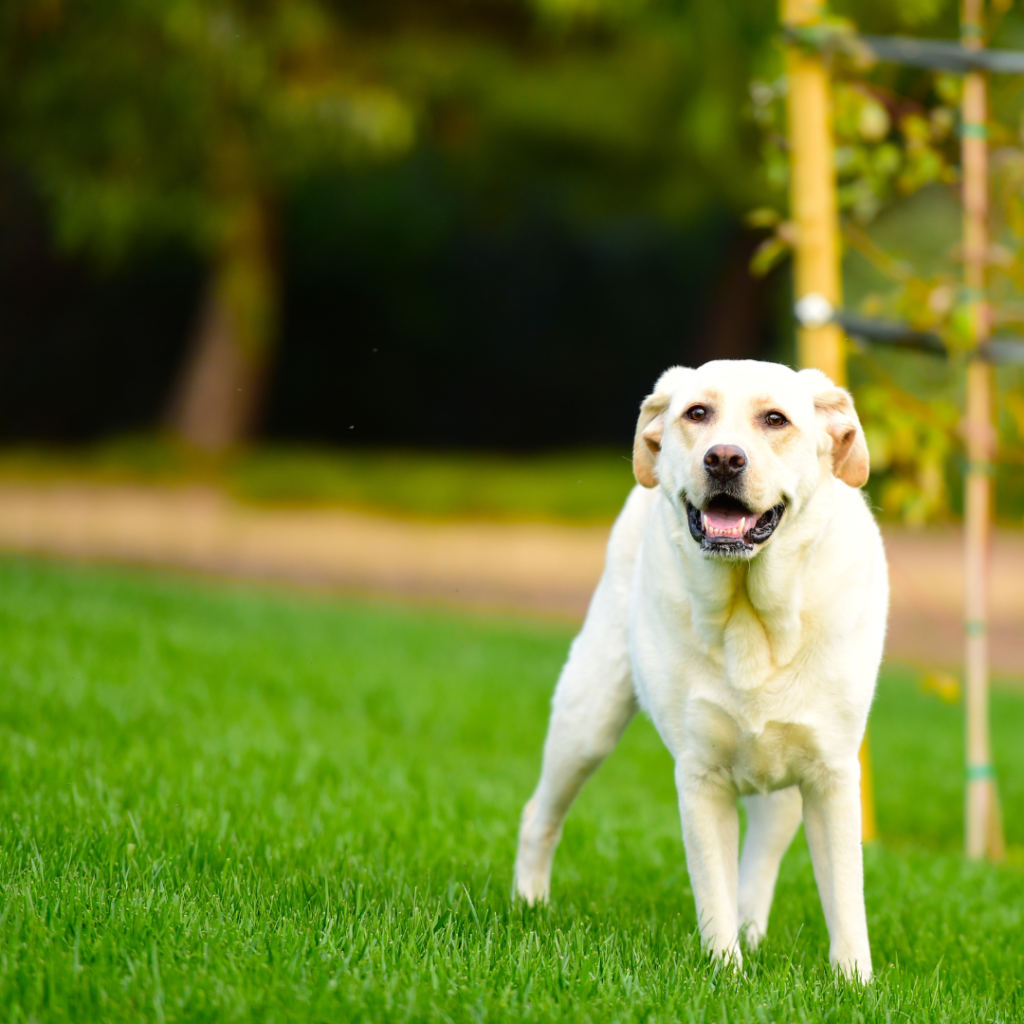 Labrador Retrievers