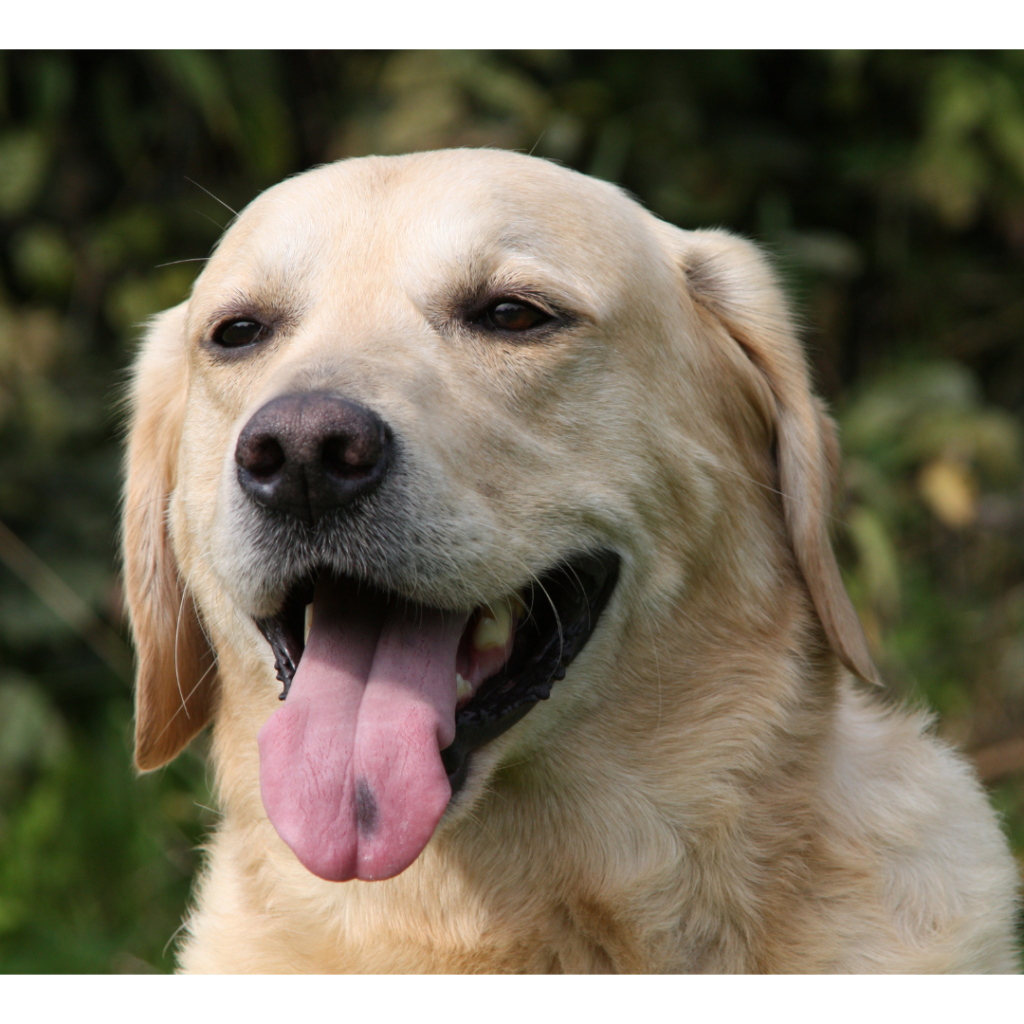 Labrador Retrievers