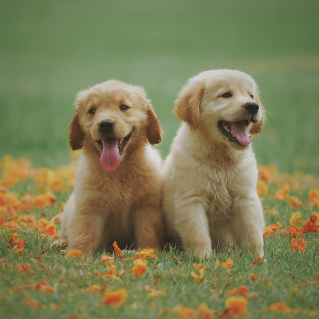 Labrador Retrievers