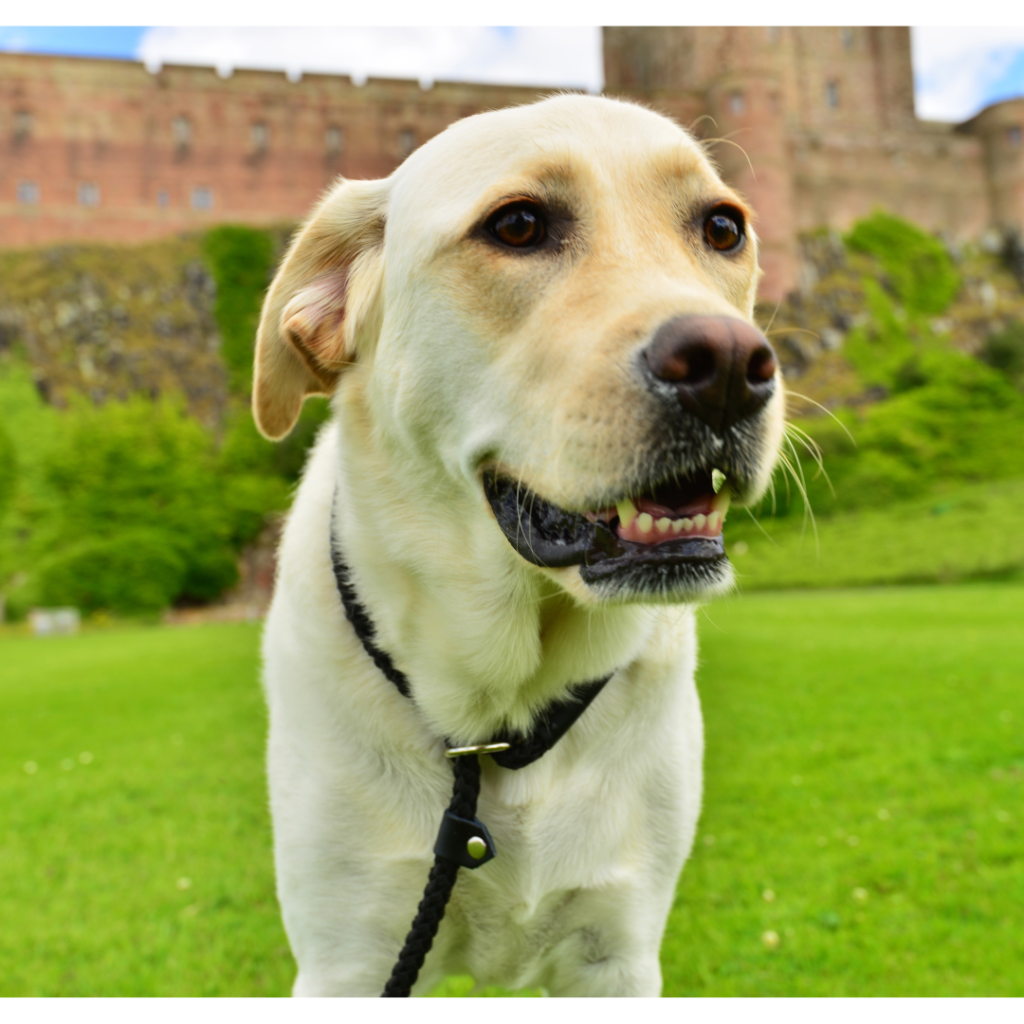 Labrador Retrievers